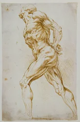 Anatomische Studie: Ein nackter Mann schreitet nach rechts, die Hände hinter dem Rücken