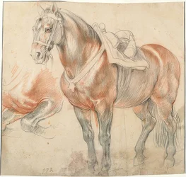 Gesatteltes Pferd