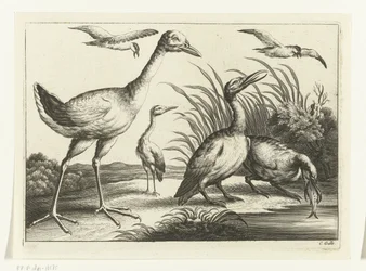 Wasservögel
