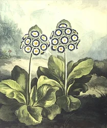 Primel: Primula auricula, graviert von Sutherland, aus Robert Thorntons "Temple of Flora" 1807