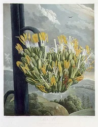 Die Aloe, graviert von Medland, aus 