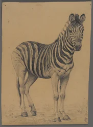 Zebra