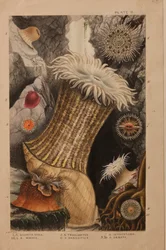 Tafel II, Studie für 