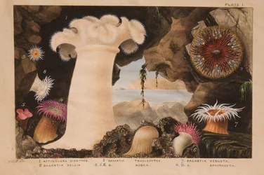 Tafel I, Studie für „Actinologia Britannica: Eine Geschichte der britischen Seeanemonen und Korallen“, ca. 1858-60
