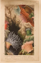 Tafel VI, Studie für „Actinologia Britannica: Eine Geschichte der britischen Seeanemonen und Korallen“, um 1858-60