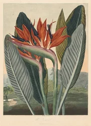 Der Tempel der Flora oder Garten der Natur: Die Königin der Blumen, 1812