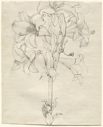 Ein Lilienstängel mit sechs Blüten
