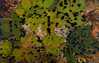 Acer pseudoplatanus: Bergahorn, befallen vom schwarzen Pilz Rhytisma acerinum, 1907-09