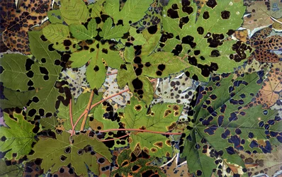 Feuilles d