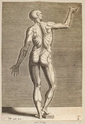 Studie einer menschlichen Figur mit freigelegten Sehnen und Muskeln, von hinten gesehen