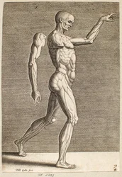 Studie einer nach rechts gewandten menschlichen Figur mit freigelegten Sehnen und Muskeln