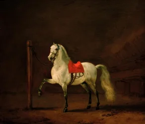 Ein Schimmel im Stall