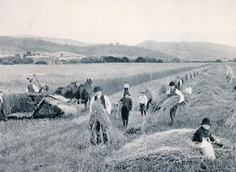 Weizen ernten, Tasmanien, ca. 1900, aus 