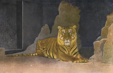 Kölner Zoo, Tiger (Foto)
