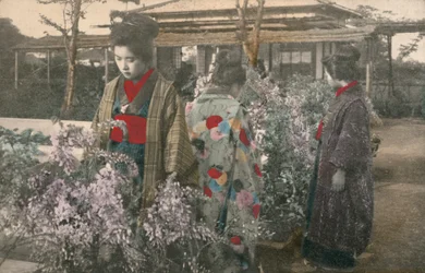 Japanische Frauen mit Glyzinienpflanzen