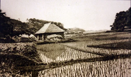Reisfelder in Japan