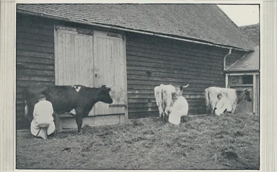 Kühe melken, 1910