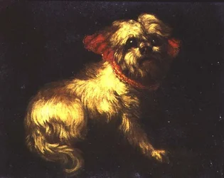 Ein Malteser Terrier