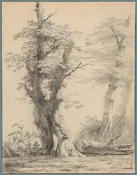 Eine Baumgruppe