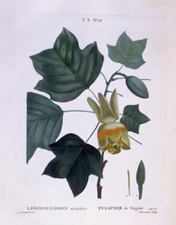 Amerikanischer Tulpenbaum, botanische Tafel von Pierre Joseph Redouté