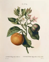 Bitterorange mit violetter Frucht von Pierre Joseph Redouté