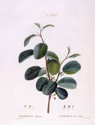 Kreuzdorn (Rhamnus alpinus), botanische Tafel von Pierre Joseph Redouté