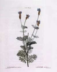 Französischer Lavendel (Lavandula stoechas), botanische Tafel von Pierre Joseph Redouté
