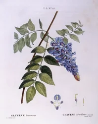 Glyzinie (Glycine frutescens), botanische Tafel von Pierre Joseph Redouté