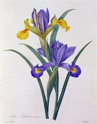 Iris Xiphium
