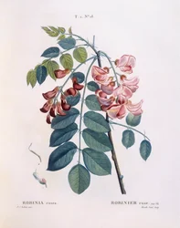 Robinie, botanische Tafel von Pierre Joseph Redouté