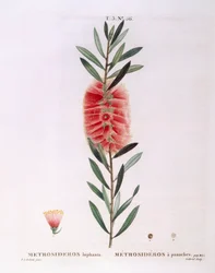 Metrosideros Lophanta, botanische Tafel von Pierre Joseph Redouté