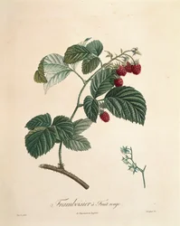 Himbeere von Pierre Joseph Redouté
