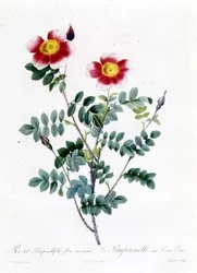 Rosa Rapa
