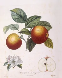 Apfel "Pomme de chataignier", botanische Tafel von Pierre Antoine Poiteau