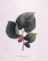 Schwarze Maulbeere (Morus nigra), botanische Tafel von Pierre Antoine Poiteau