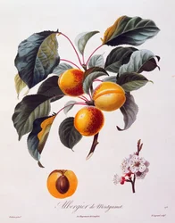 Früchte und Blumen der Aprikose Albergier De Montgamet, um 1846, kolorierte Gravur von Pierre-Antoine Poiteau aus Pomologie Francais, Frankreich