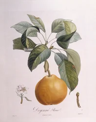 Birne "Doyenné roux"