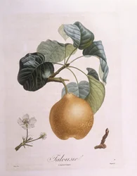 Birne "Talousie", botanische Tafel von Pierre Antoine Poiteau