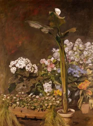 Arum und Gewächshauspflanzen