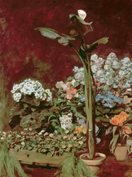 Lilien und Gewächshauspflanzen