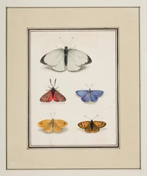 Schmetterlinge, ca. 1755-65