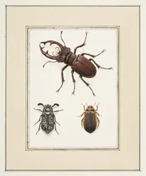 Hirschkäfer und Gelbrandkäfer, ca. 1755-65