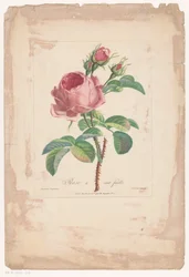 Hundertblättrige Rose
