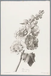 Stockrose