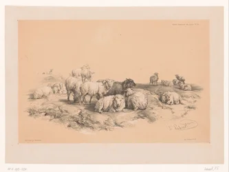 Studie einer Schafherde