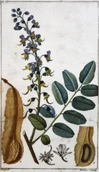 Peruanischer Balsam