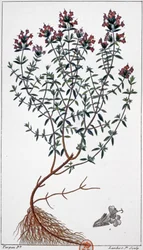 Thymian (Gravur)