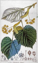 Weiße Linde, ca. 1850