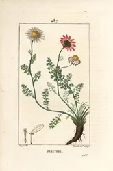 Afrikanisches Pyrethrum, Anthemis pyrethrum (Anacyclus pyrethrum) mit Blüten, Blatt, Stängel und Wurzeln. Handkolorierter Kupferstich von Lambert Junior nach einer Zeichnung von Pierre Jean-Francois Turpin aus Chaumeton, Poiret und Chamberet