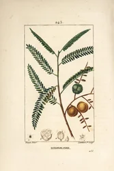 Amla